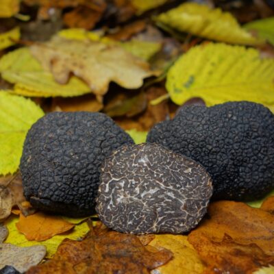 Tartufo nero pregiato