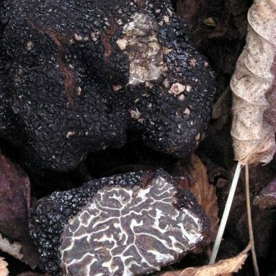 Tartufo nero invernale